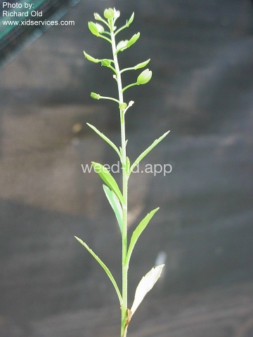 pepperweed, Virginia